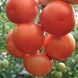 Насіння томату (помідора) Лілос F1