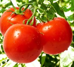Семена томата (помидора) Санька (Смачный), 0,2 г
