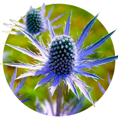 Семена цветов синеголовника