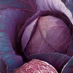 Семена краснокочанной капусты Рубин F1, 1000 шт