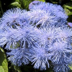 Насіння квітів агератуму Блакитне Хутро