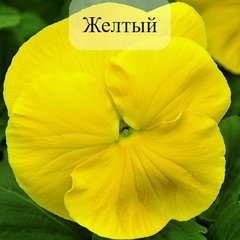 Семена цветов виолы виттроки Маммут F1, 100 шт, желтый