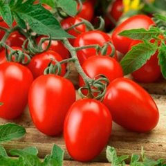 Насіння томату (помідора) Ксіко F1