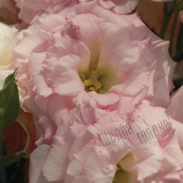 Семена цветов эустомы Мариачи F1, 100 шт, мисти пинк