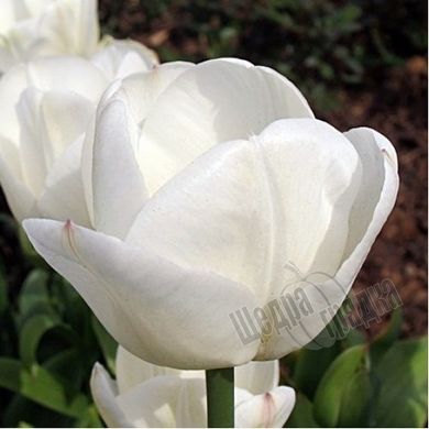 Луковицы тюльпана Брайдл Букет (Bridal Bouquet), 2 шт.