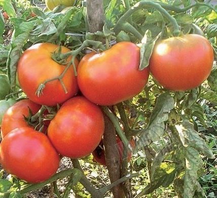 Семена томата (помидора) Загадка (GL Seeds), 0,25 г