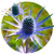 Семена цветов синеголовника