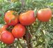 Насіння томату (помідора) Загадка (GL Seeds), 0,25 г