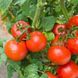 Насіння томату (помідора) Санька (Смачний), 0,2 г