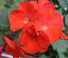 Семена цветов пеларгонии садовой Маверик F1, 50 шт, красный