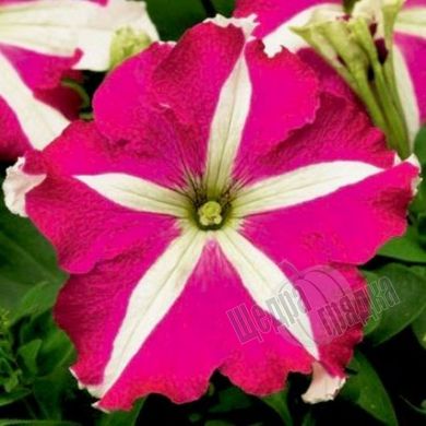 Семена цветов петунии грандифлоры Браво F1, 1000 шт (драже), розовая звезда