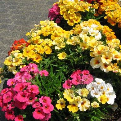Насіння квітів немезії Сандропс, 500 шт, суміш