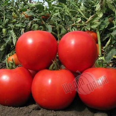 Насіння томату (помідора) Емір F1