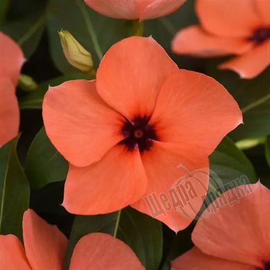 Насіння квітів катарантуса (барвінку) Тату F1, 100 шт, orange