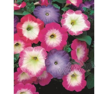Насіння квітів петунії мультифлори Мерлін F1, 1000 шт (драже), морн мікс