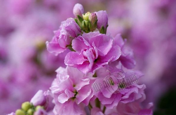 Насіння квітів матіоли Ексельсіор, 0,1 г, рожевий