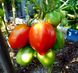 Насіння томату (помідора) Емір F1
