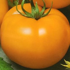 Семена томата (помидора) Оранж Флейвор F1