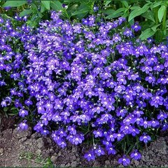 Насіння квітів лобелії Рів'єра, 200 шт (драже), синій з вічком
