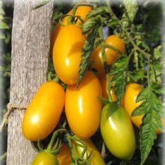 Семена томата (помидора) Еллоу Слайс F1