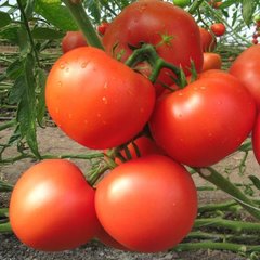 Семена томата (помидора) Картье F1