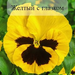 Семена цветов виолы виттроки Колосcус F1, 100 шт, желтый с глазком