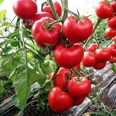 Насіння томату (помідора) Леда F1