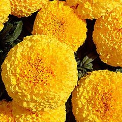 Насіння квітів чорнобривців Дискавері F1, 100 шт, помаранчевий