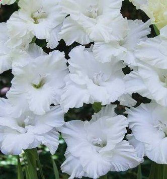 Цибулини гладіолуса Снові Рафл (Snowy Ruffle), 2 шт.