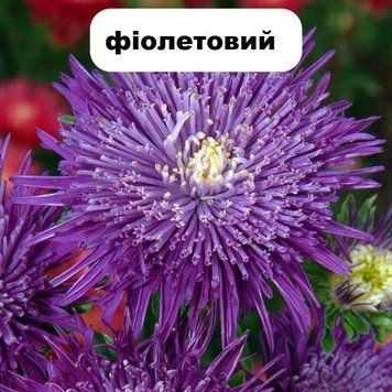 Насіння квітів айстри Сі Старлет, 1 г., фіолетовий