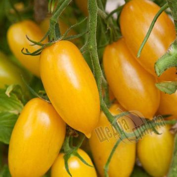 Насіння томату (помідора) Єлоу Слайс F1