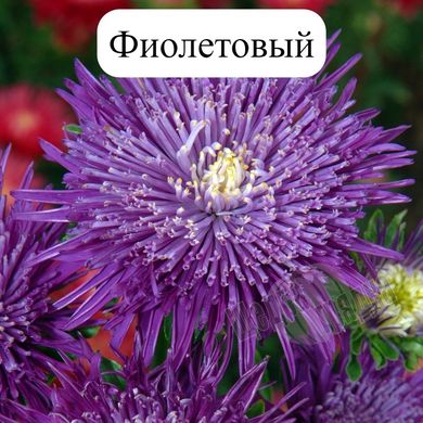 Семена цветов астры Си Старлет, 1 г., фиолетовый