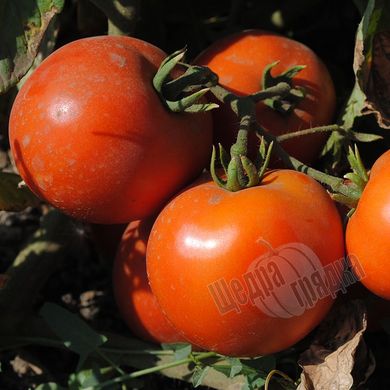 Насіння томату (помідора) Мамако F1, 10 шт