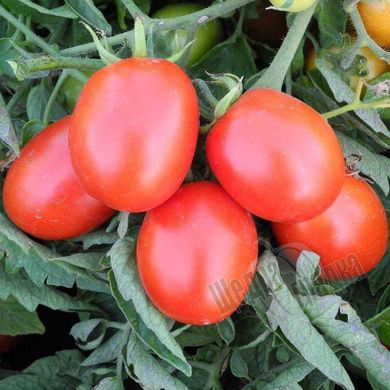Насіння томату (помідора) Бріксол F1