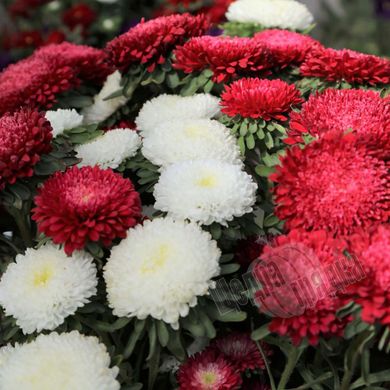 Насіння квітів айстри Боніта, 250 шт, суміш