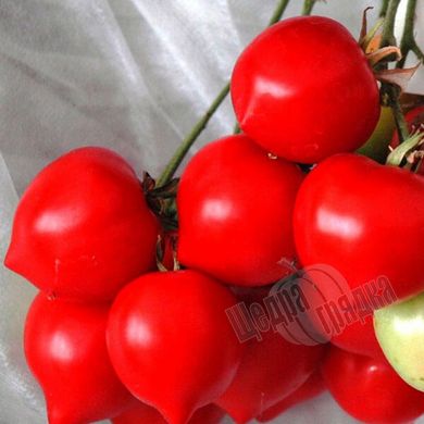 Насіння томату (помідора) Гібрид Тарасенко 2