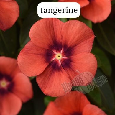 Семена цветов катарантуса (барвинка) Тату F1, 100 шт, tangerine