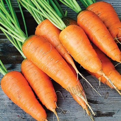 Насіння моркви Каротель