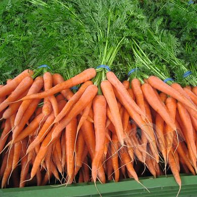Насіння моркви Наполі F1 (1,6-1,8 мм)