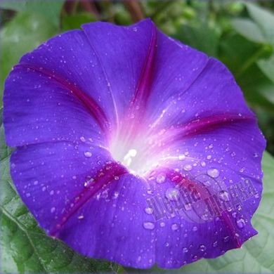 Насіння квітів іпомеї пурпурової