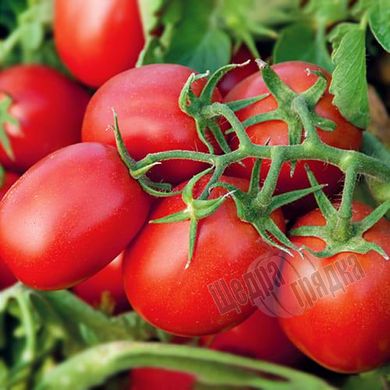 Семена томата (помидора) Бриксол F1, 10 000 шт.