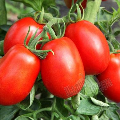 Насіння томату (помідора) Бріксол F1, 10 шт