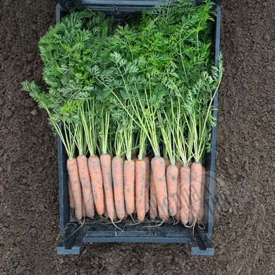 Насіння моркви Наполі F1 (1,6-1,8 мм)