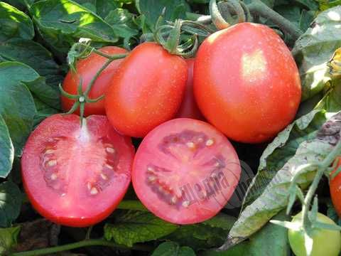 Насіння томату (помідора) Бріксол F1, 10 000 шт.