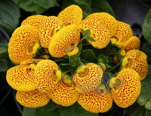 Насіння квітів кальцеолярії Данті F1, 100 шт (драже), жовтий з крапкою