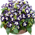 Насіння квітів торенії Фурньє