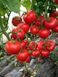Насіння томату (помідора) Леда F1