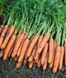 Семена моркови Наполи F1 (1,6-1,8 мм)