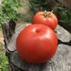 Насіння томату (помідора) Картьє F1