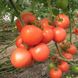 Насіння томату (помідора) Картьє F1